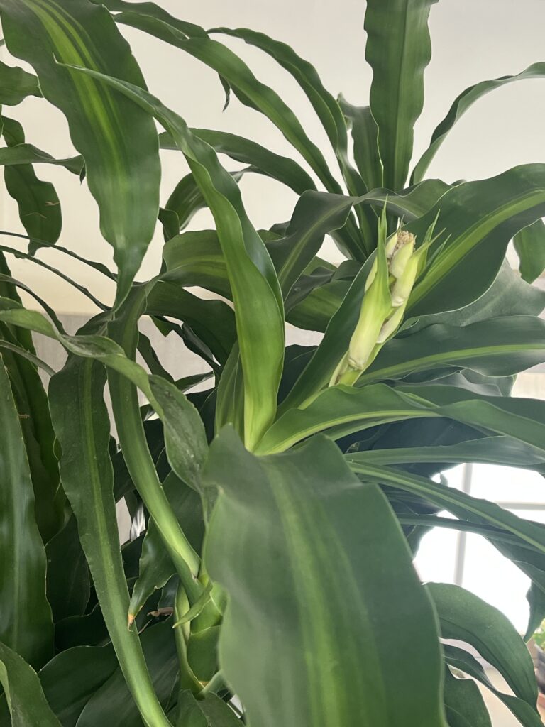 幸福の木に花芽が💫